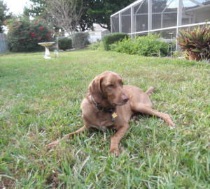 DUSTY EN EL PATIO