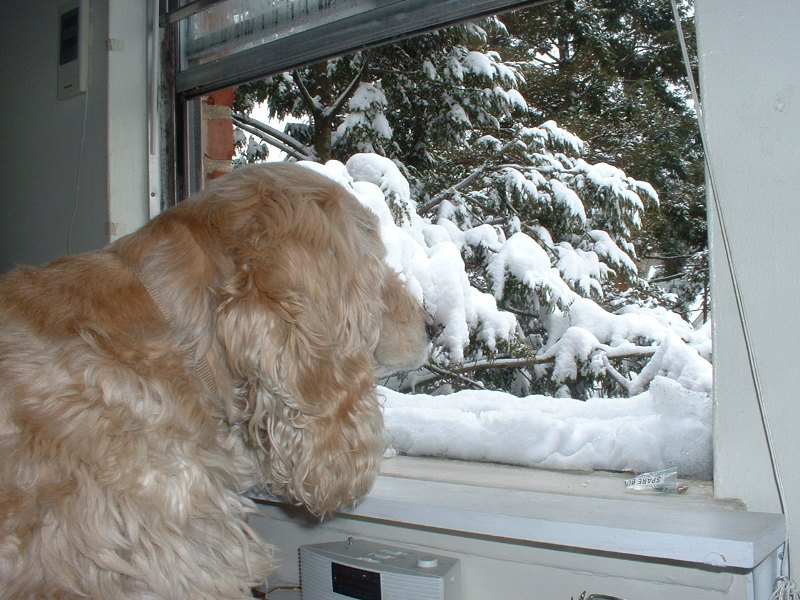 Mirando la nevada