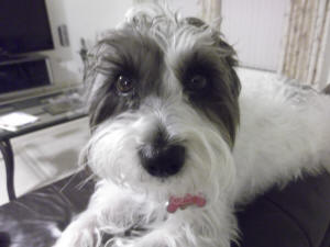 ABBY CLOSE UP