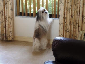 ARTEMIS WL 1