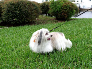 ARTEMIS WL 3