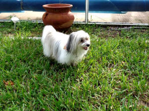 ARTEMIS WL 4