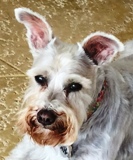 BELLA EMAIL SMALL