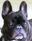 BOGIE CLOSE UP