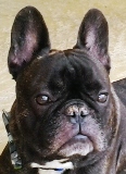BOGIE EMAIL SMALL