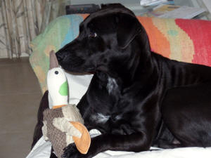 CARTER WL 3