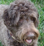 CHEWIE EMAIL SMALL