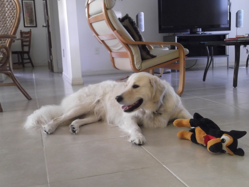 HAPA WITH HIS TOY