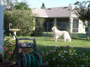 Hapa at the backyard