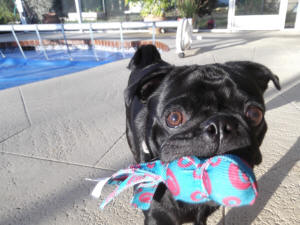TOBY EN EL DECK