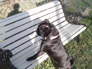 TOBY EN EL BANCO