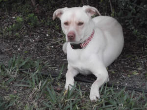 ZOEY EN EL PATIO