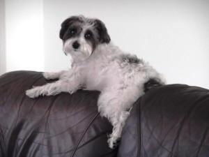 ABBY ON THE COUCH
