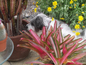 ABBY CHASING LIZARDS