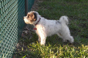ABBY EN LA CERCA