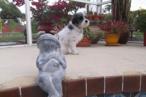 ABBY AND THE FROG