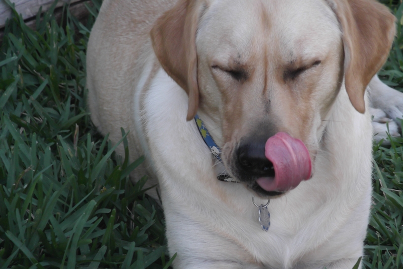 NUGS SHOWING HIS TONGUE