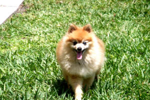 LUCKY IN THE YARD