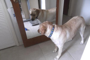 NUGS AT THE MIRROR