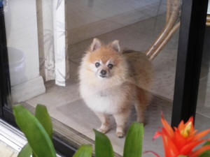 LUCKY AT THE SLIDING DOOR