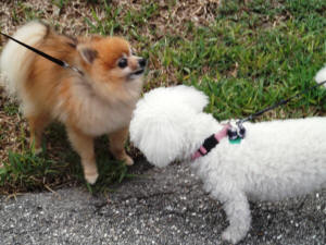 LUCKY MEETS A NEIGBORD