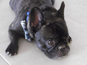 BOGIE EN LIVING ROOM