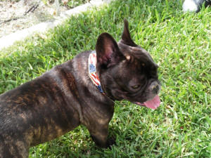 BOGIE JULY 4th