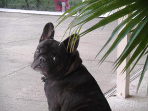BOGIE