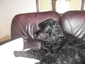 ROY AT THE COUCH
