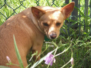 TINKA