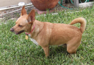 TINKA