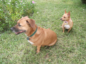 SPARKEY AND TINKA