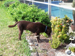 BUDDY EN EL JARDIN