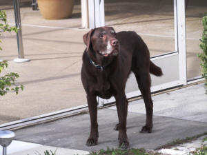 BUDDY AT THE DECK