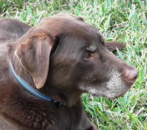 BUDDY
