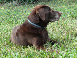 BUDDY POSANDO
