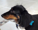 DUKE EMIL SMALL
