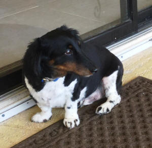 DUKE WL 3
