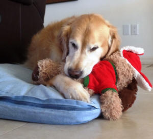 DUNCAN WITH RED TOY