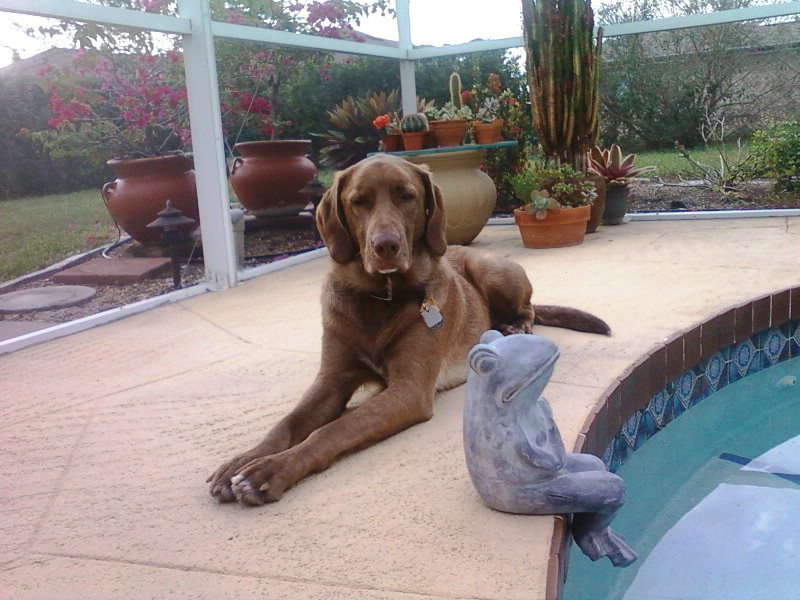 DUSTY AT THE POOL