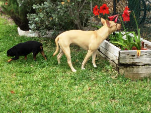GRACE & PENELOPE WL 1