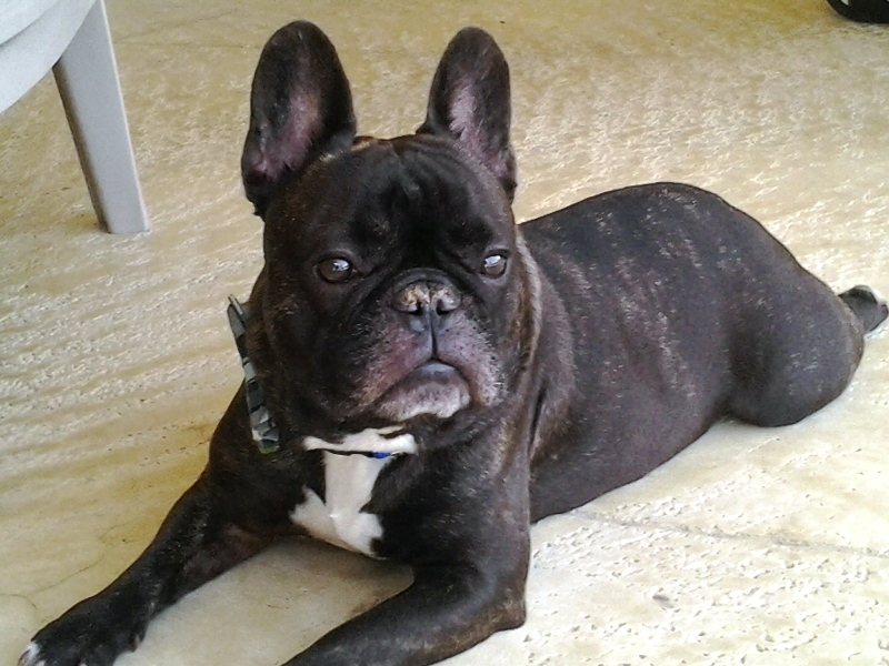 BOGIE EN LA TERRAZA