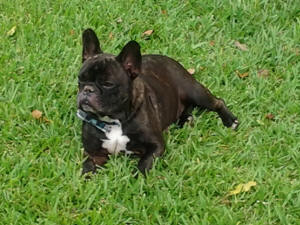 BOGIE AT THHE BACKYARD