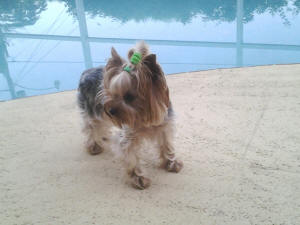 at the pool
