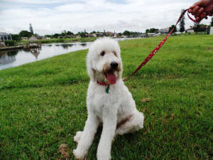 KODY WL 10