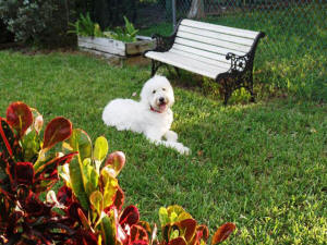 KODY WL 1