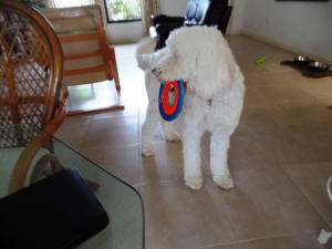 KODY WL 3