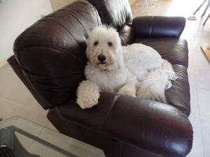 KODY WL 4