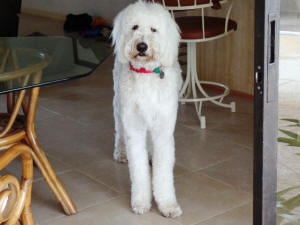 KODY WL 5