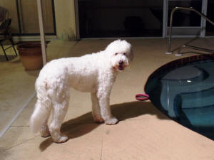 KODY WL 6